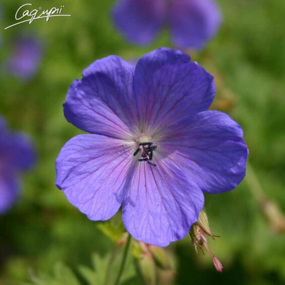 Герань гімалайська 'Baby Blue' - 1