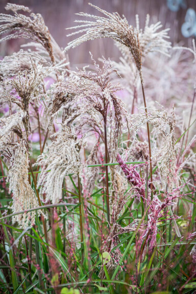 Міскантус китайський 'Boucle®', ГК - - 3