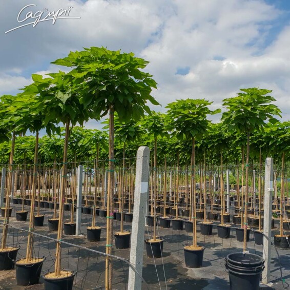 Катальпа бигнониевидная 'Nana' #2, С110 16--18 225-250 St. 200-225 - 1