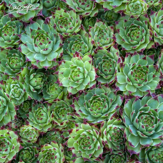 Молодило сизе - 6