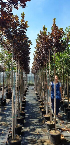 Черёмуха виргинская ‘Shubert’ - 1