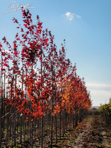 Клен красный 'Red Sunset' #5, WRB 8--10 300-350 St. 1/2 - 2