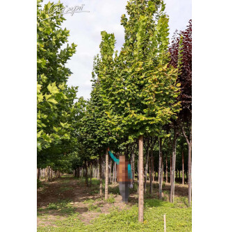 Липа крупнолистная 'Zelzate'