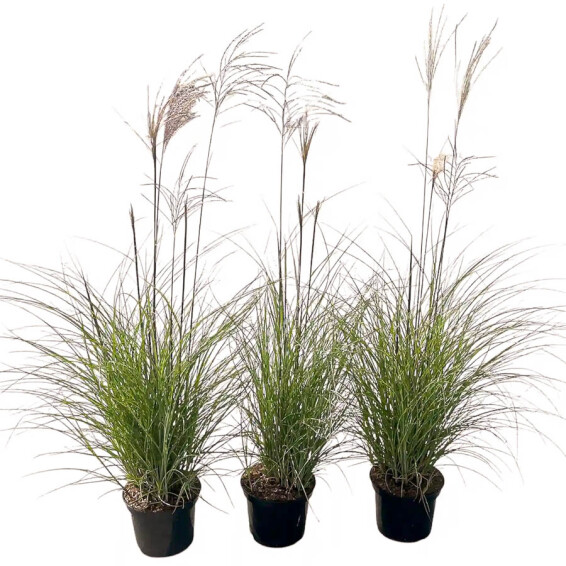 Міскантус китайський 'Serengeti®' - 2