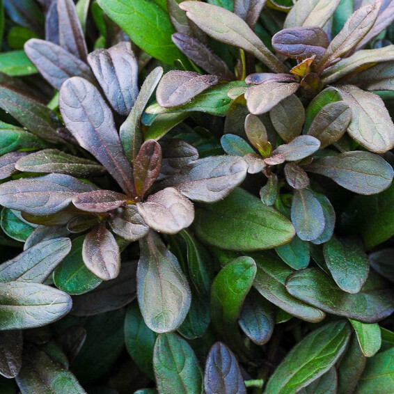 Горлянка вузьколиста 'Chocolate Chip' - 5