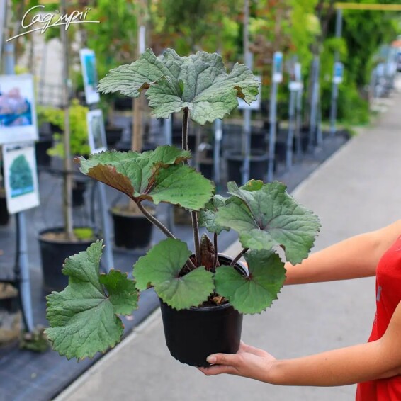 Язичник зубчастий 'Twilight' - 3