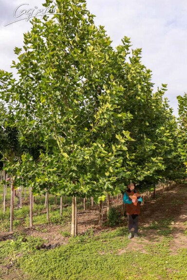 Платан кленолистный #14, WRB 20--25 700+ St. 160-180 - 3