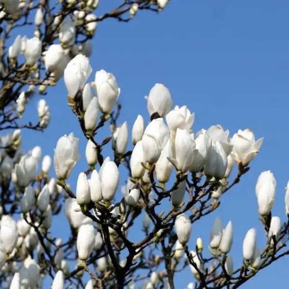 Магнолія Суланжа 'Speciosa' - 5