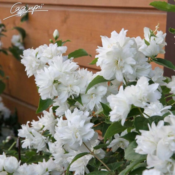 Жасмин садовий 'Schneesturm' - 2