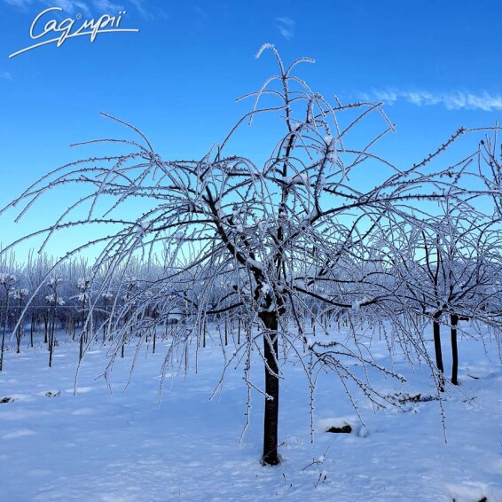 Сакура мелкопильчатая 'Kiku-shidare' #4, WRB 20--25 175-200 St. 180-200 - 2