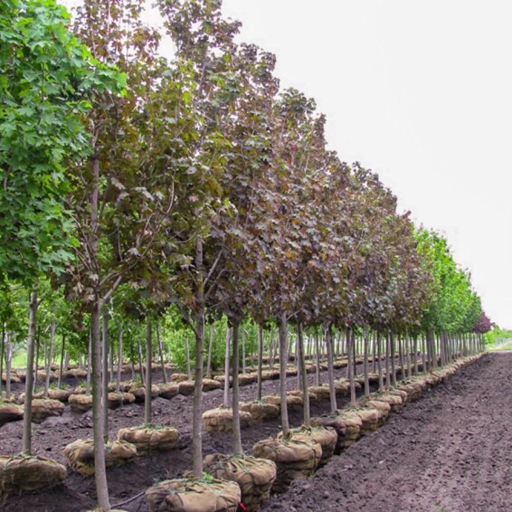 Клен остролистный 'Deborah' - 10