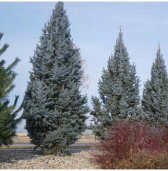 Ялина колюча 'Iseli Fastigiata'