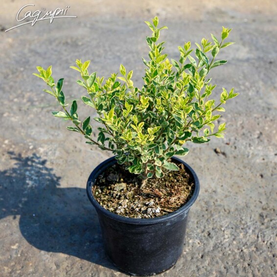 Бирючина обыкновенная 'Argenteovariegata' - 1