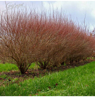 Верба пурпурна 'Nana'