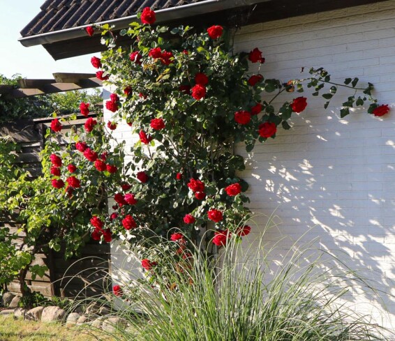 Роза плетистая 'Amadeus' - 6