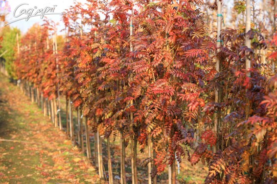 Горобина звичайна 'Autumn Spire' - 8