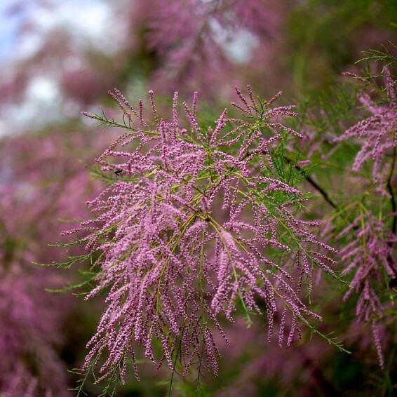 Тамарикс дрібноцвітковий - 7 Тамарикс дрібноцвітковий - 7