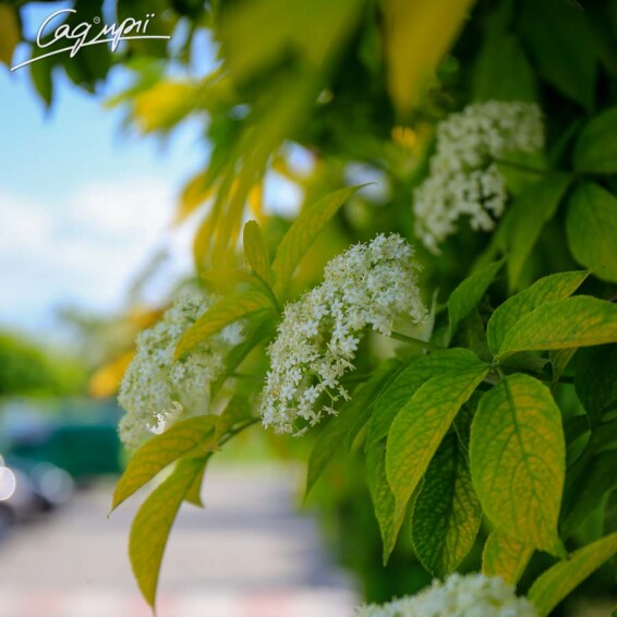 Бузина чорна 'Aurea' - 2