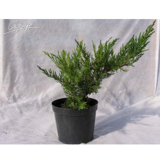 Ялівець козацький 'Rockery Gem'