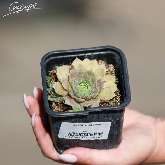 Молодило сизе - 2