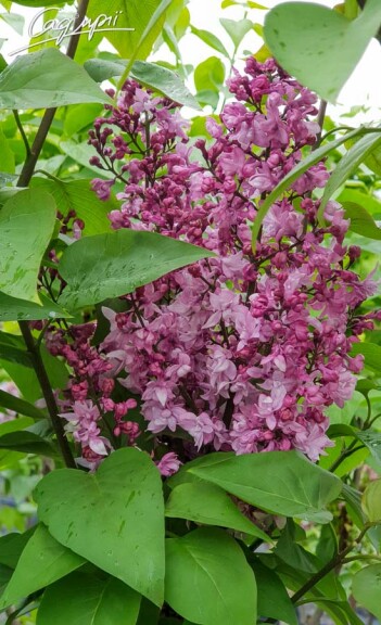 Сирень обыкновенная 'Olimpiada Kolesnikowa' - 3 Сирень обыкновенная 'Olimpiada Kolesnikowa' - 3