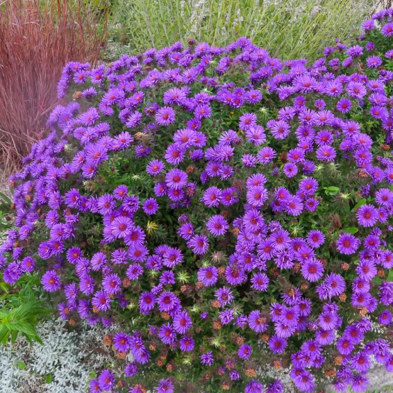 Айстра кущова 'Lady in Blue', Р9 - - 6