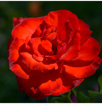 Роза бордюрная 'Satchmo'