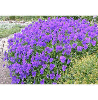 Фиалка душистая