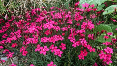 Багаторічні гвоздики — ідеальні рослини для сонячних місць