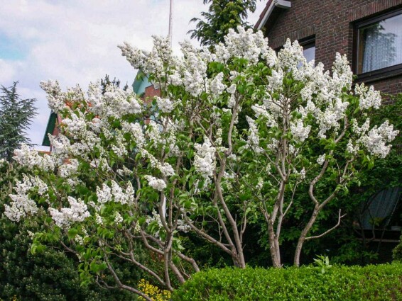 Бузок звичайний 'Mme Lemoine' - 2 Бузок звичайний 'Mme Lemoine' - 2