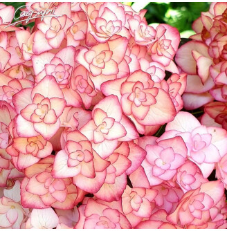 Гортензія крупнолиста 'Miss Saori'®