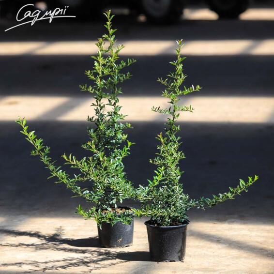 Піраканта 'Golden Charmer' - 1