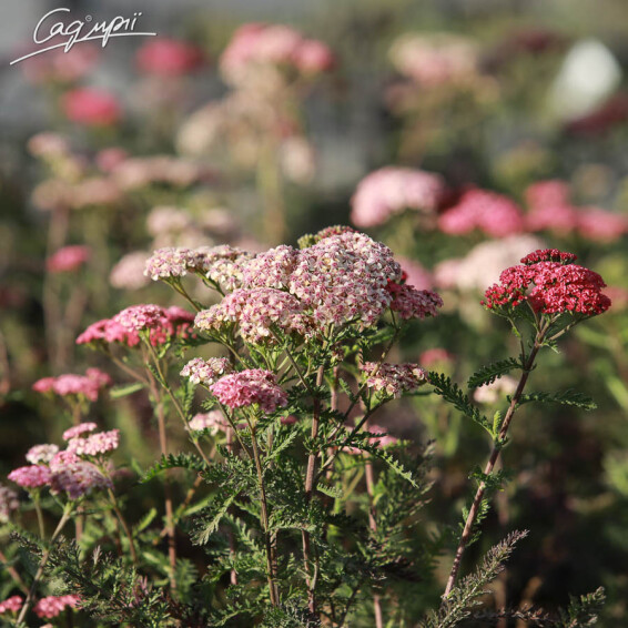 Деревій 'Apricot Delight', C2 - - 2 Деревій 'Apricot Delight', C2 - - 2