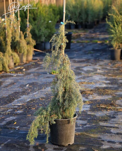 Можжевельник обыкновенный 'Horstmann' - 6