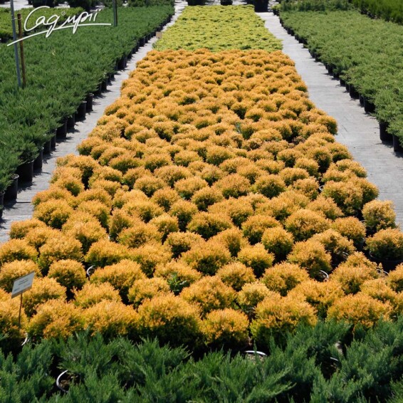 Туя західна 'Rheingold' - 6