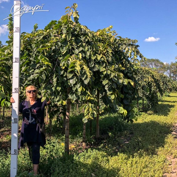 Вяз шершавый 'Pendula' - 3 Вяз шершавый 'Pendula' - 3