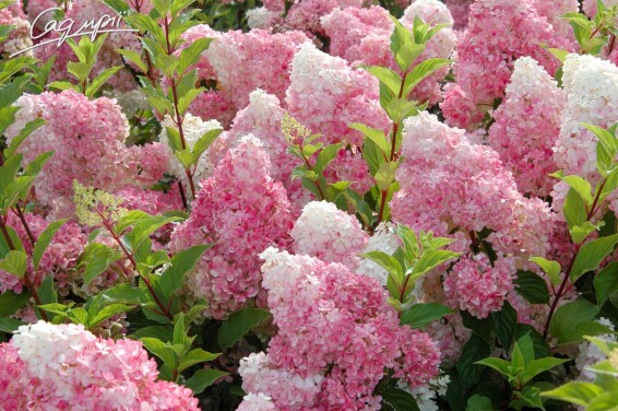 Гортензия метельчатая 'Vanille Fraise'® #3, Р9 - - 2