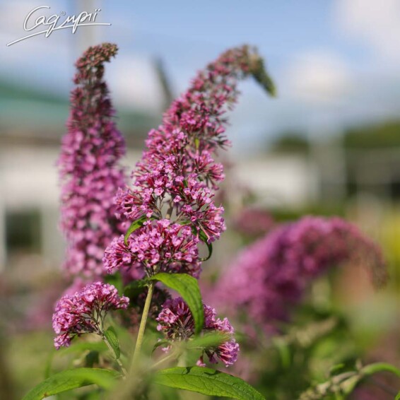 Буддлея Давида 'Pink Delightr' #1, C3 60-80 - 2