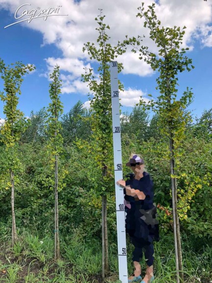 Гинкго билоба - 8