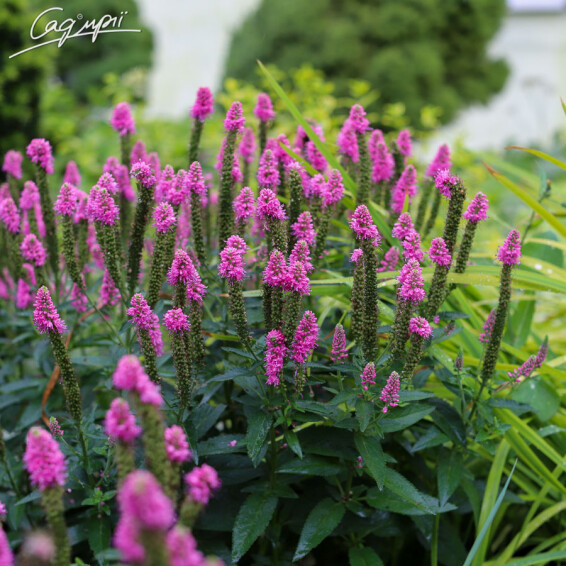 Вероніка довголиста 'First Love' - 1 Вероніка довголиста 'First Love' - 1