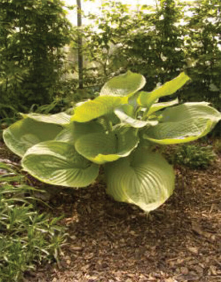 Хоста 'Sum and Substance' - 1