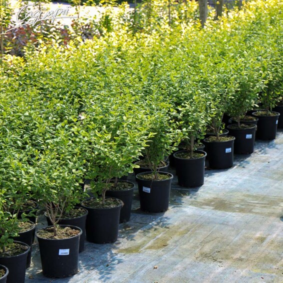 Бирючина овальнолиста 'Aureum' - 4