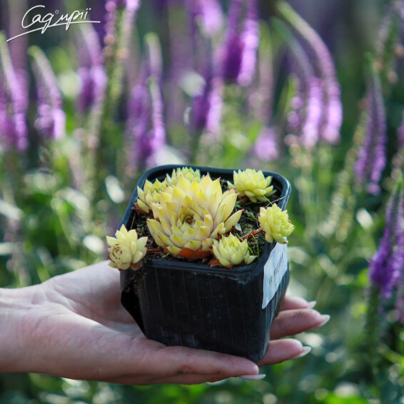 Молодило гірське 'Ornatum' #1, p9 - - 1