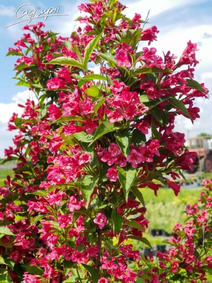 Вейгела 'Lucifer' #1, p9 - - 4