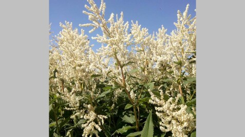 Горец изменчивый - красивейший цветущий многолетник