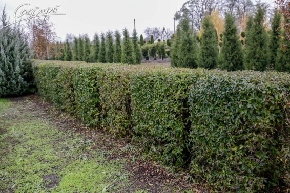 Бирючина звичайна 'Atrovirens', формов. боскет #1, WRB 150-175 - 5