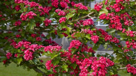 Боярышник 'Paul's Scarlett'