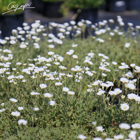 Роговик повстяний, C1.5 - - 1