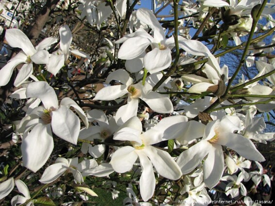 Магнолія кобус - 4