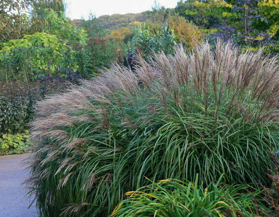 Міскантус китайський 'Krater', C3 - - 3